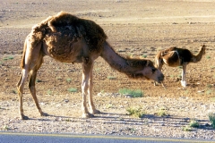 20_J_Kings-Highway_02