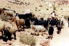 21_J_Petra_08